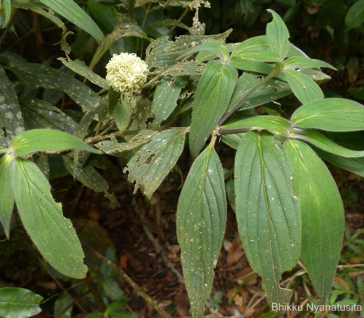 Hedyotis thwaitesii Hook.f.